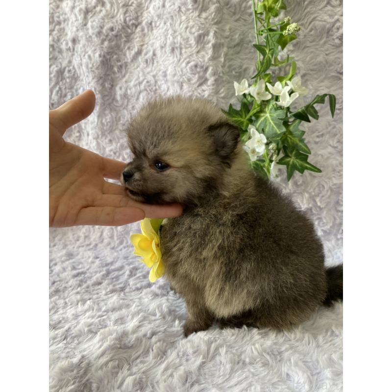 販売中の広島県のポメラニアン-444346の2枚目