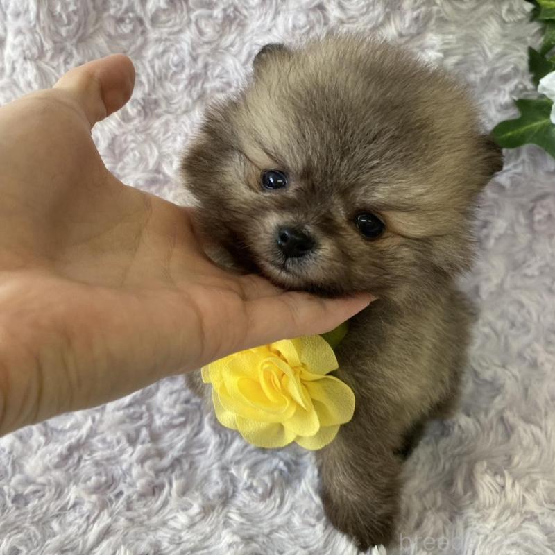 販売中の広島県のポメラニアン-444346