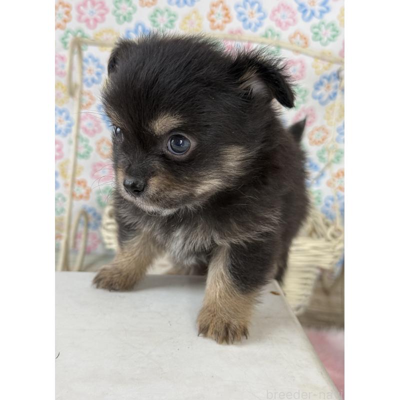 販売中の宮崎県のチワワ(ロングコート)-444351の11枚目