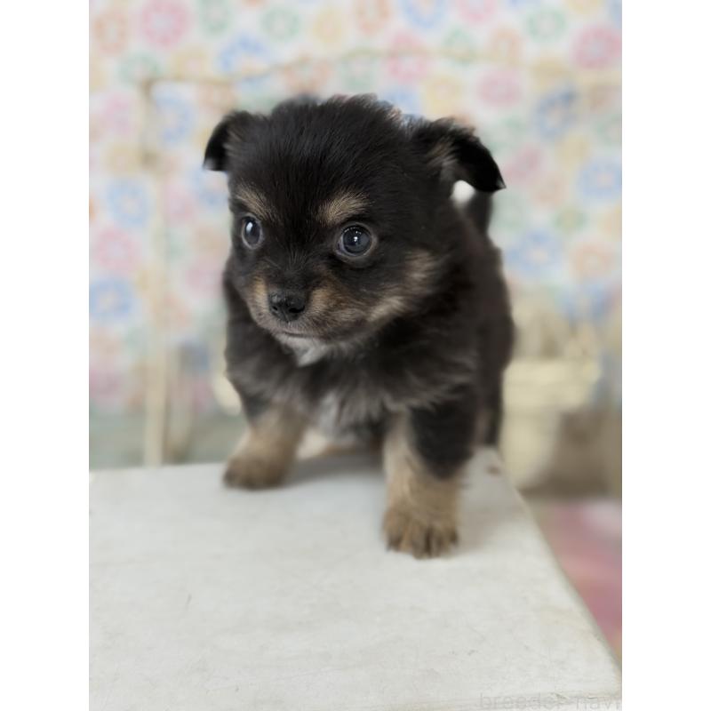 販売中の宮崎県のチワワ(ロングコート)-444351の9枚目