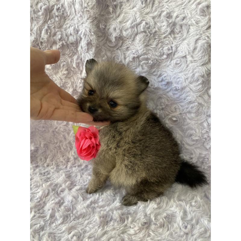 販売中の広島県のポメラニアン-444347の4枚目