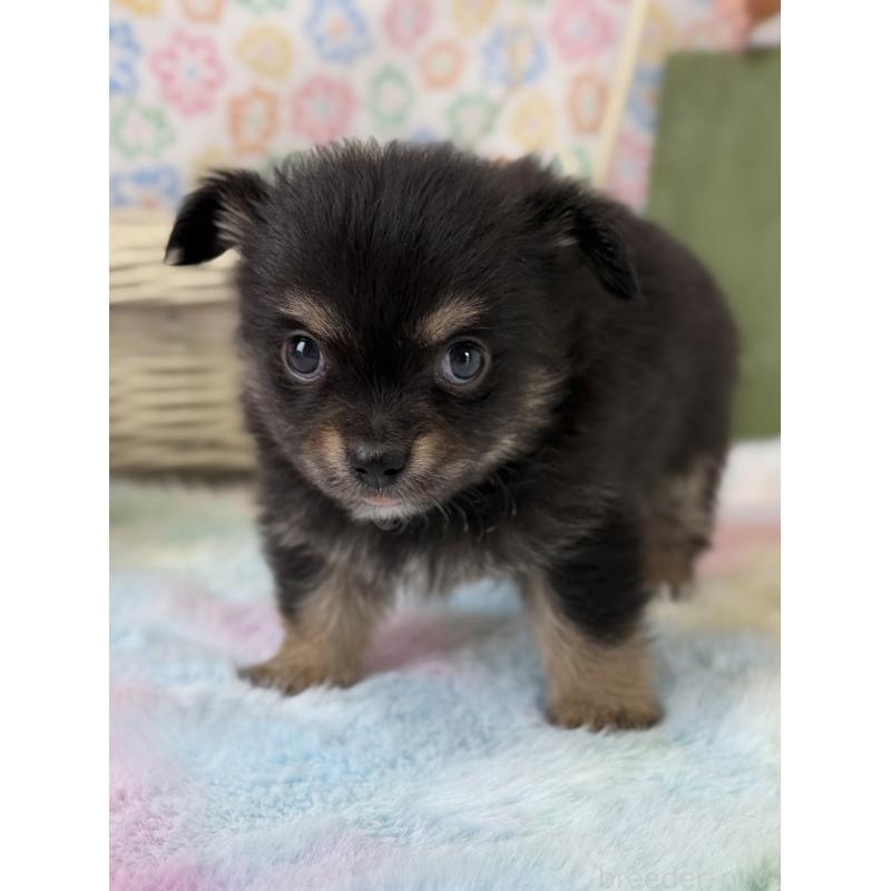 販売中の宮崎県のチワワ(ロングコート)-444351の8枚目