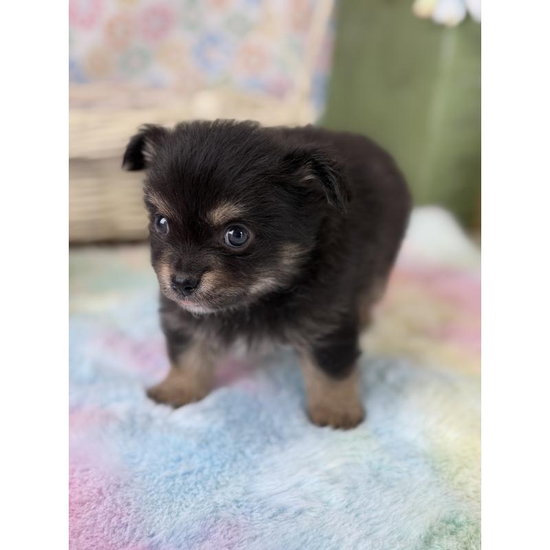 販売中の宮崎県のチワワ(ロングコート)-444351の7枚目