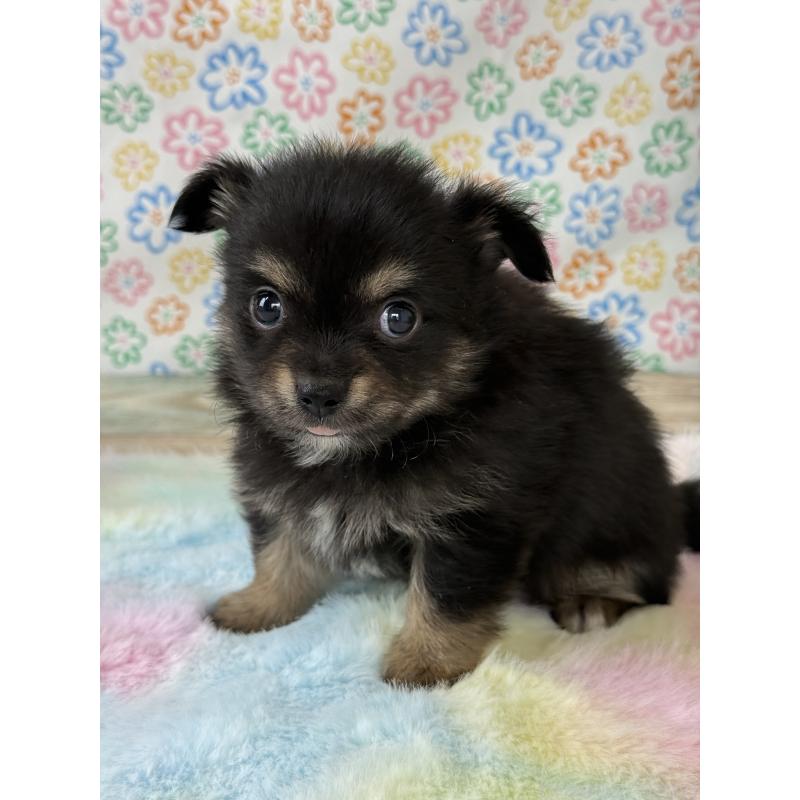 販売中の宮崎県のチワワ(ロングコート)-444351の6枚目