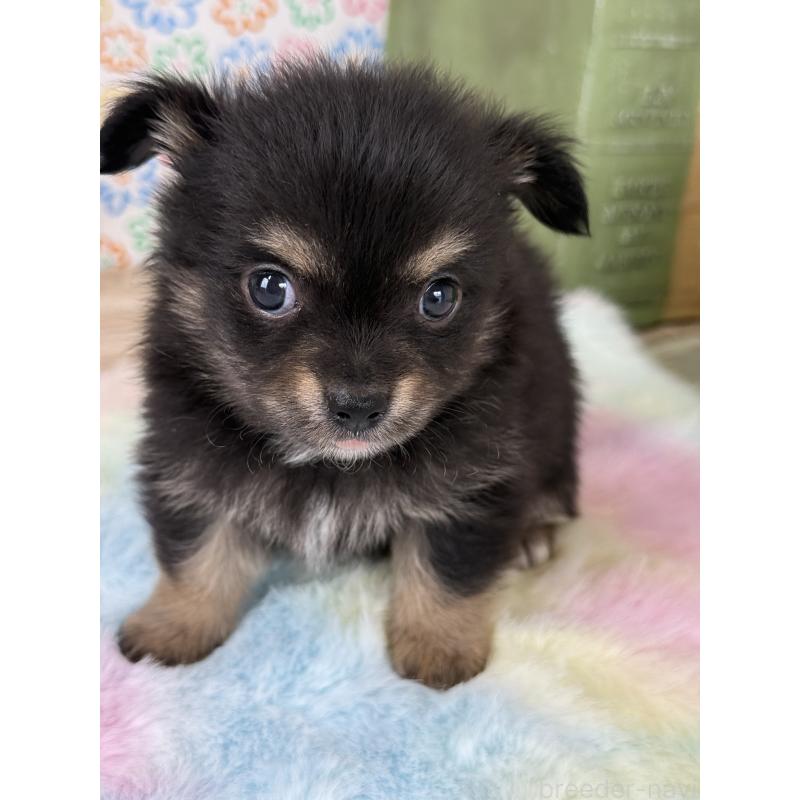 販売中の宮崎県のチワワ(ロングコート)-444351の5枚目