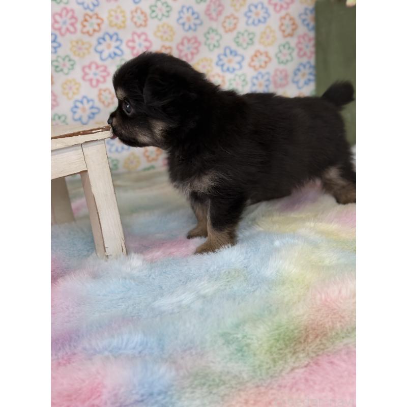 販売中の宮崎県のチワワ(ロングコート)-444351の4枚目