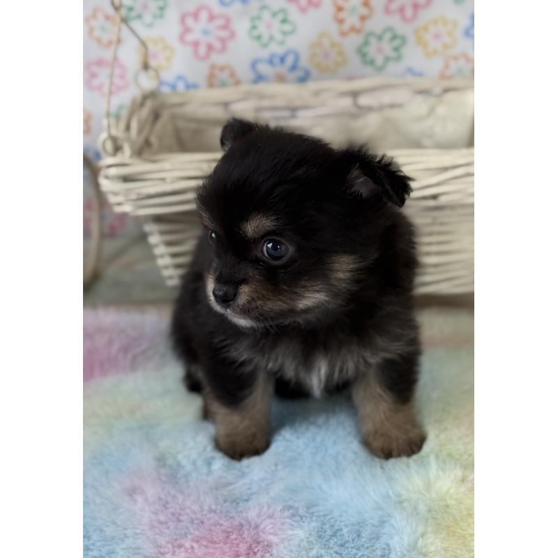 販売中の宮崎県のチワワ(ロングコート)-444351の2枚目