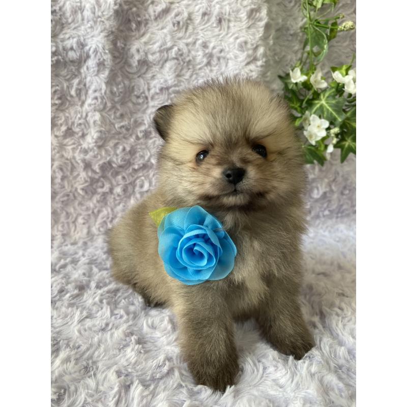 販売中の広島県のポメラニアン-444348の4枚目