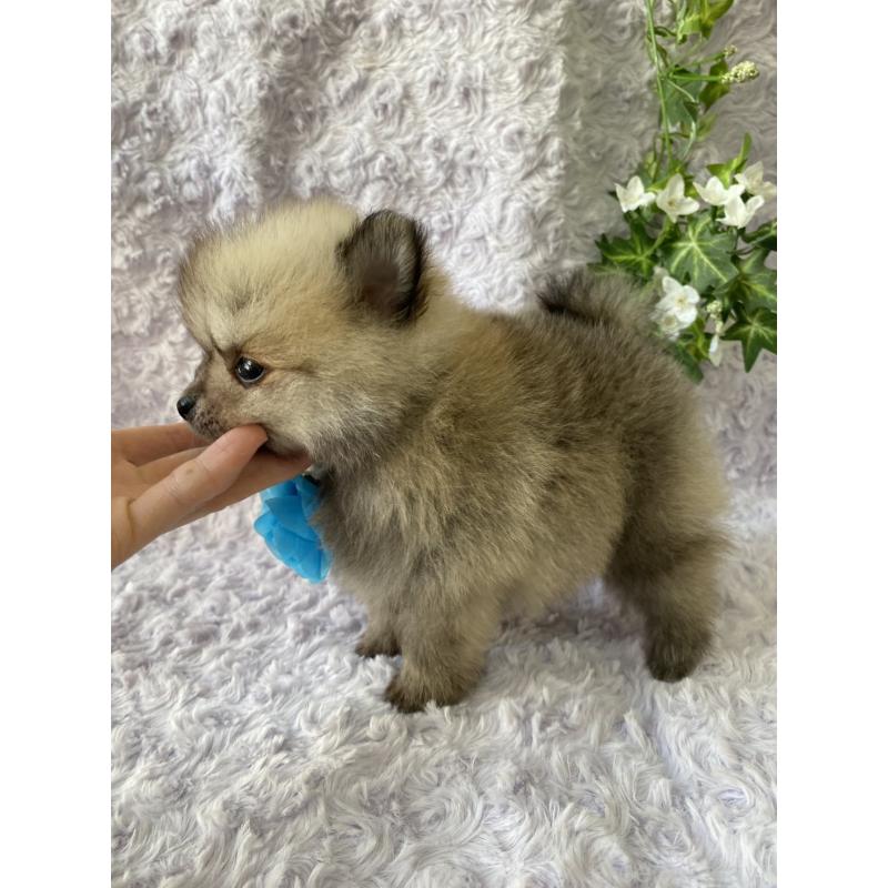 販売中の広島県のポメラニアン-444348の3枚目