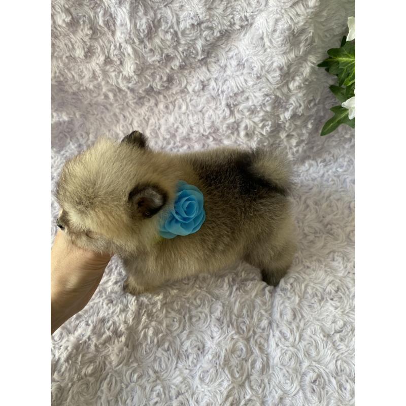 販売中の広島県のポメラニアン-444348の2枚目