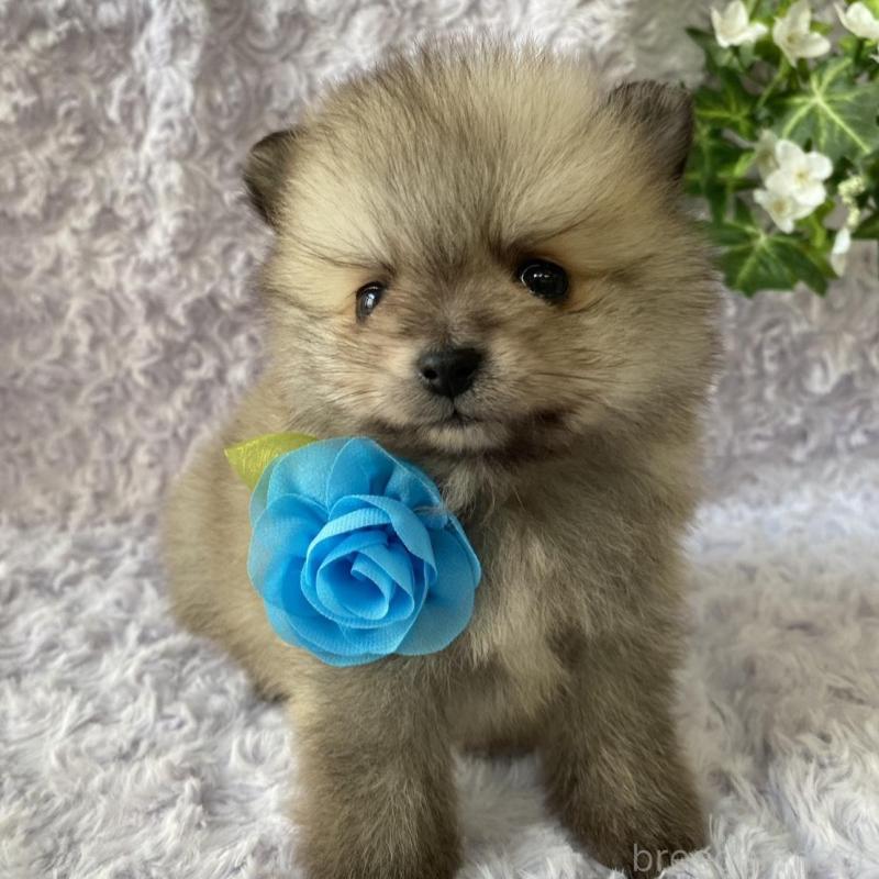 販売中の広島県のポメラニアン-444348