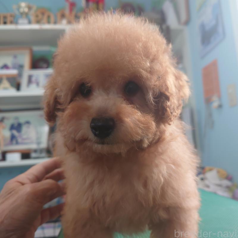 販売中の福岡県のトイプードル-440452