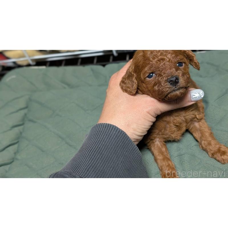 販売中の愛知県のタイニープードル-444349の10枚目