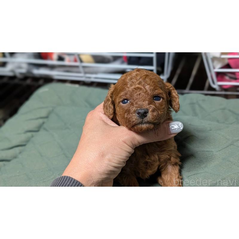 販売中の愛知県のタイニープードル-444349の8枚目