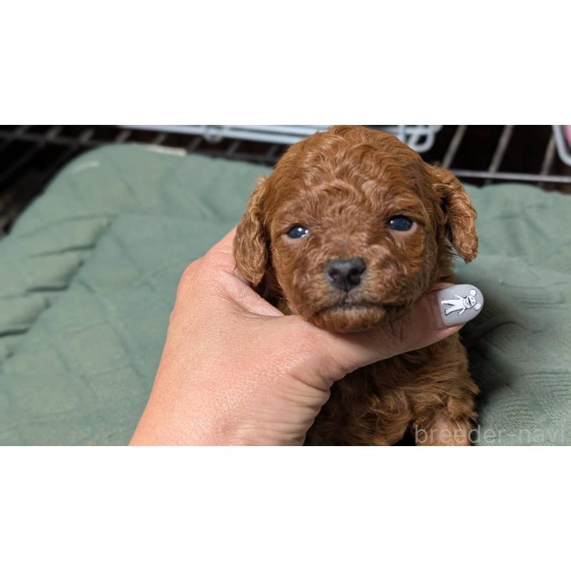 販売中の愛知県のタイニープードル-444349の7枚目