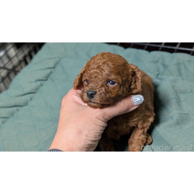 販売中の愛知県のタイニープードル-444349の5枚目