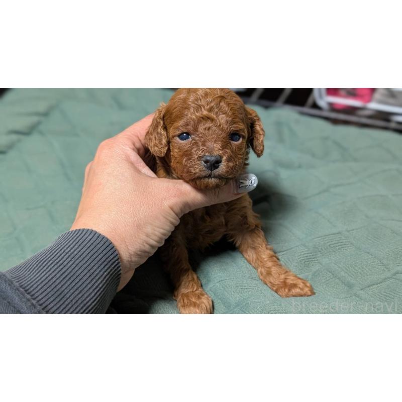 販売中の愛知県のタイニープードル-444349の4枚目