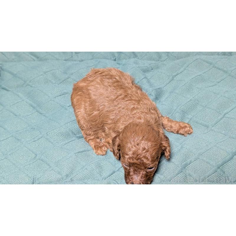 販売中の愛知県のタイニープードル-444349の2枚目