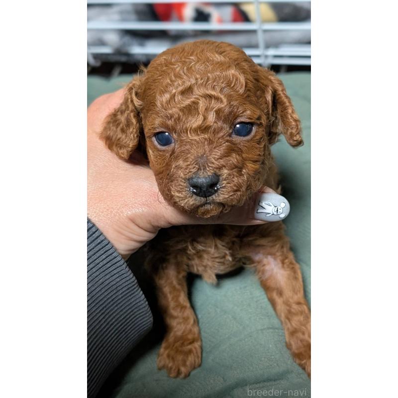 販売中の愛知県のタイニープードル-444350の9枚目