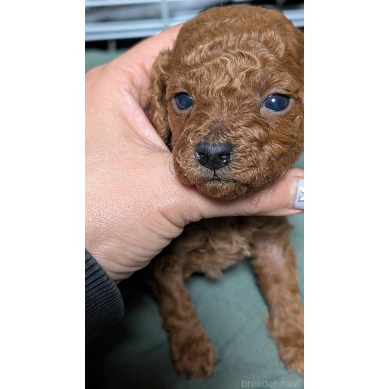 販売中の愛知県のタイニープードル-444350の8枚目