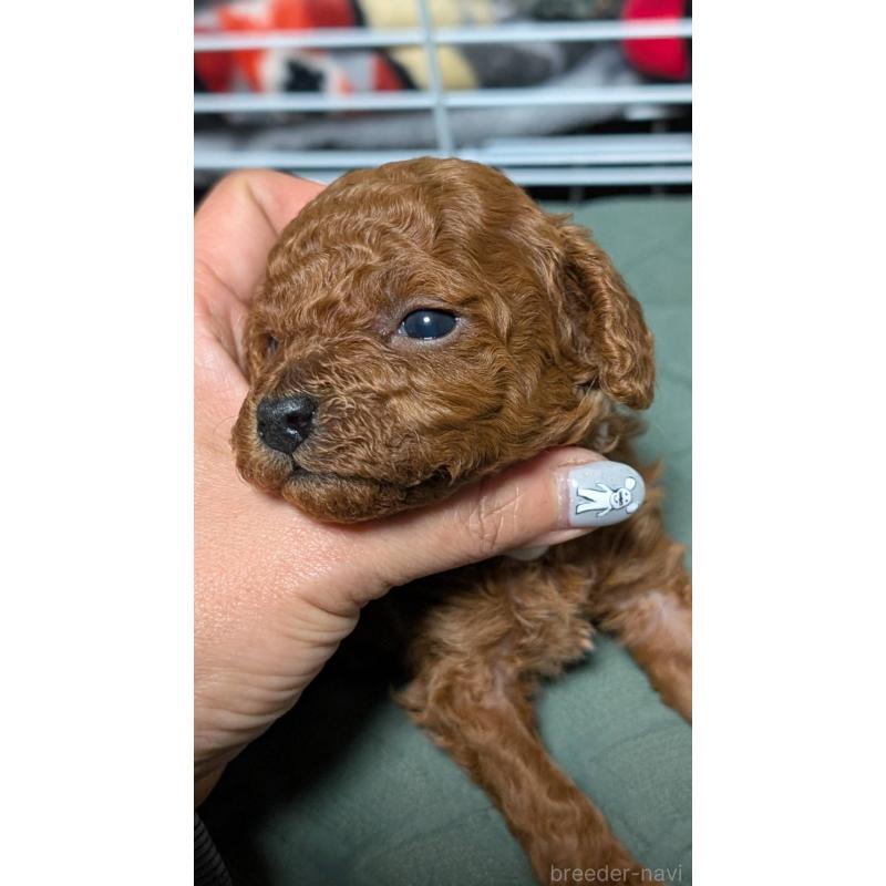 販売中の愛知県のタイニープードル-444350の7枚目