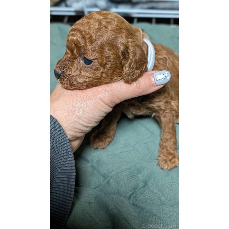 販売中の愛知県のタイニープードル-444350の4枚目