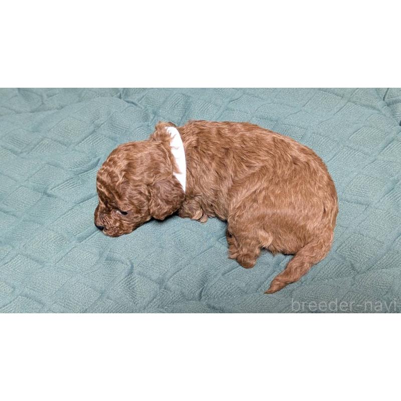 販売中の愛知県のタイニープードル-444350の3枚目