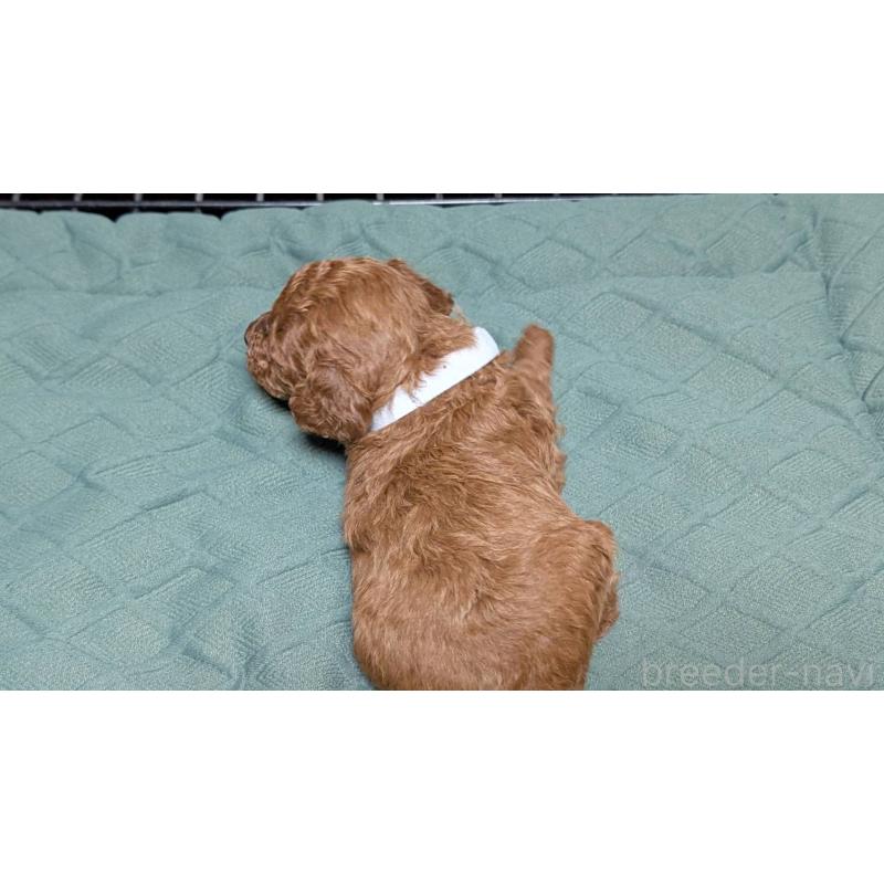 販売中の愛知県のタイニープードル-444350の2枚目