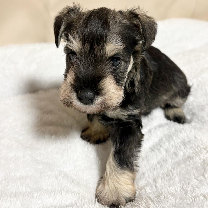 販売中の岡山県のミニチュアシュナウザー-443697