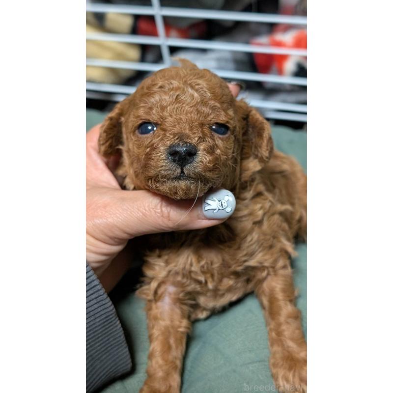 販売中の愛知県のタイニープードル-444352の14枚目