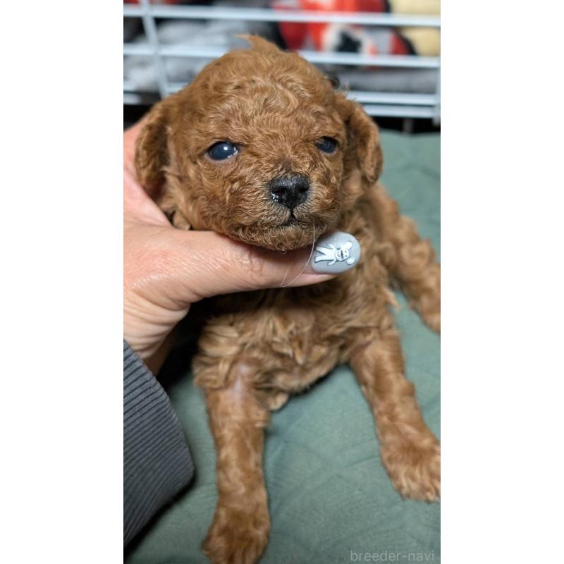 販売中の愛知県のタイニープードル-444352の13枚目