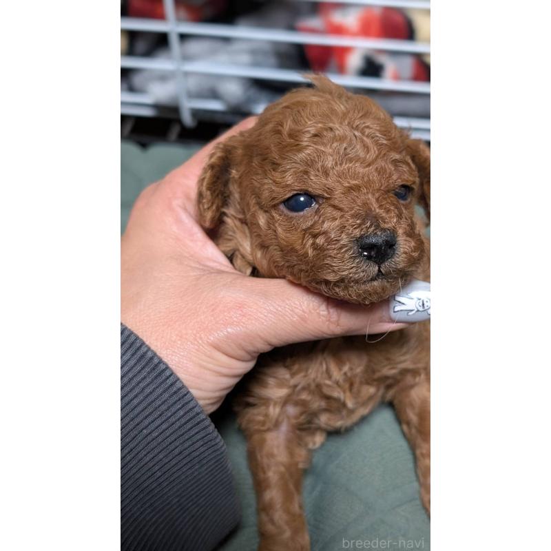 販売中の愛知県のタイニープードル-444352の12枚目