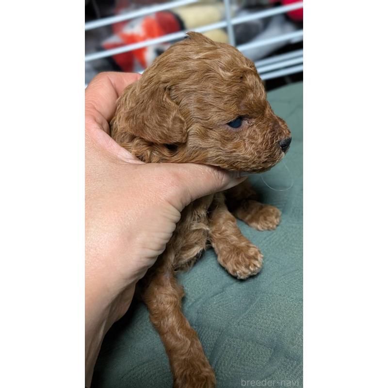 販売中の愛知県のタイニープードル-444352の11枚目