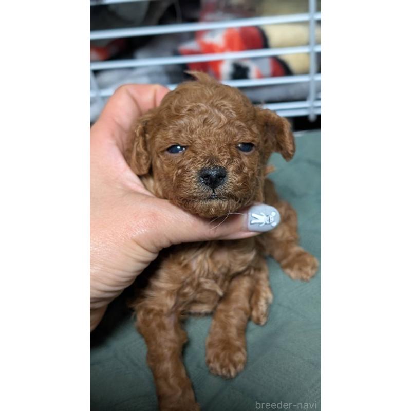 販売中の愛知県のタイニープードル-444352の10枚目