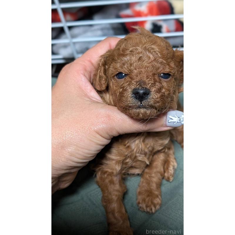 販売中の愛知県のタイニープードル-444352の9枚目