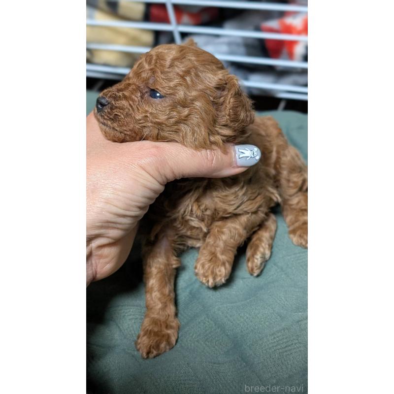 販売中の愛知県のタイニープードル-444352の7枚目