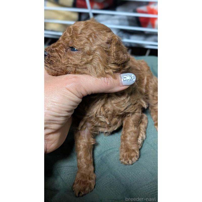 販売中の愛知県のタイニープードル-444352の8枚目