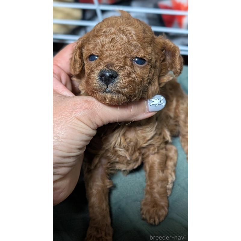 販売中の愛知県のタイニープードル-444352の6枚目