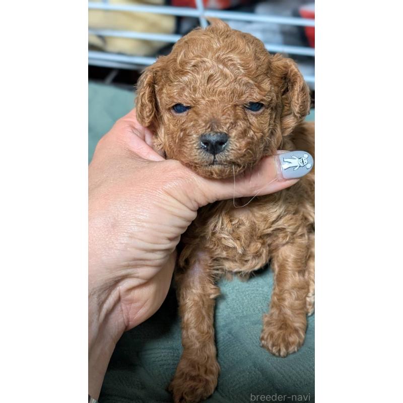 販売中の愛知県のタイニープードル-444352の5枚目