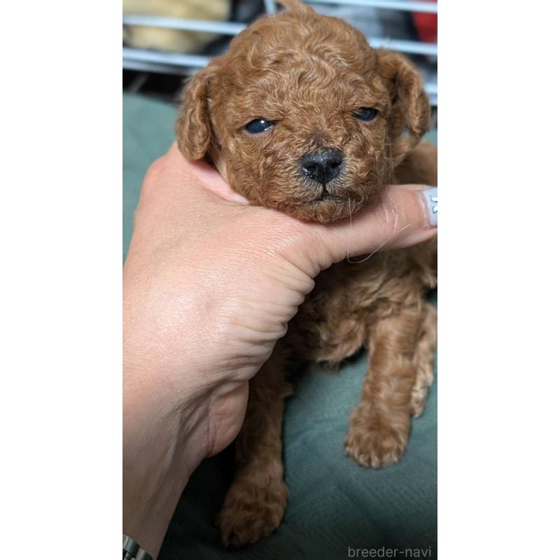 販売中の愛知県のタイニープードル-444352の4枚目