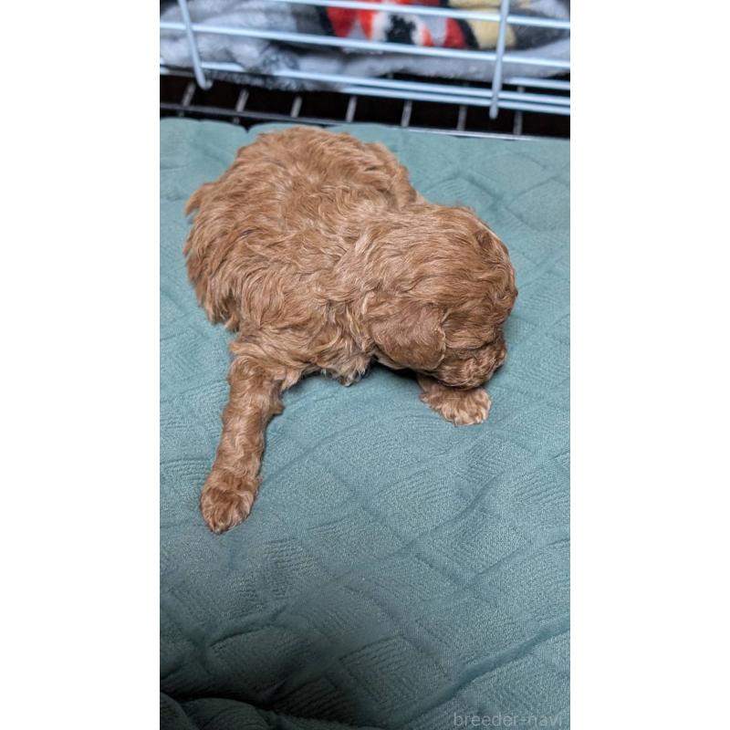 販売中の愛知県のタイニープードル-444352の3枚目