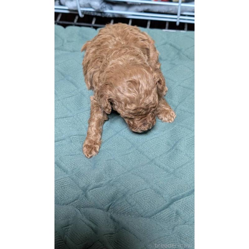 販売中の愛知県のタイニープードル-444352の2枚目