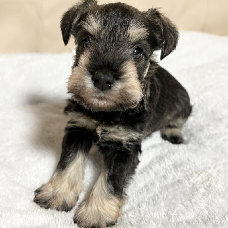 販売中の岡山県のミニチュアシュナウザー-443697