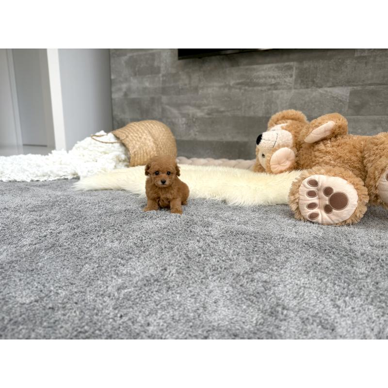 販売中の滋賀県のティーカッププードル-443658の7枚目