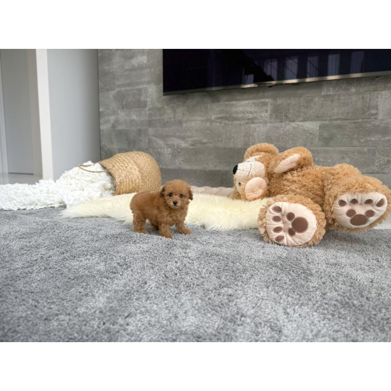 販売中の滋賀県のティーカッププードル-443658の6枚目