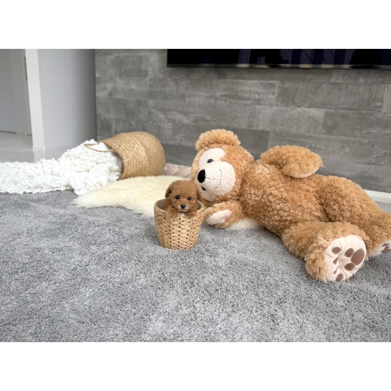 販売中の滋賀県のティーカッププードル-443658の5枚目