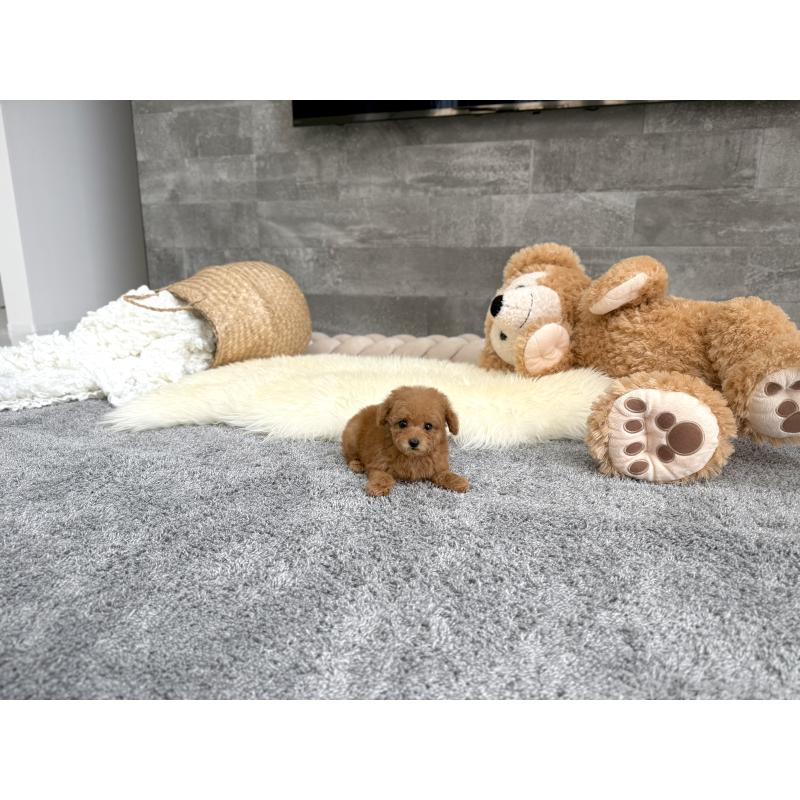 販売中の滋賀県のティーカッププードル-443658の4枚目