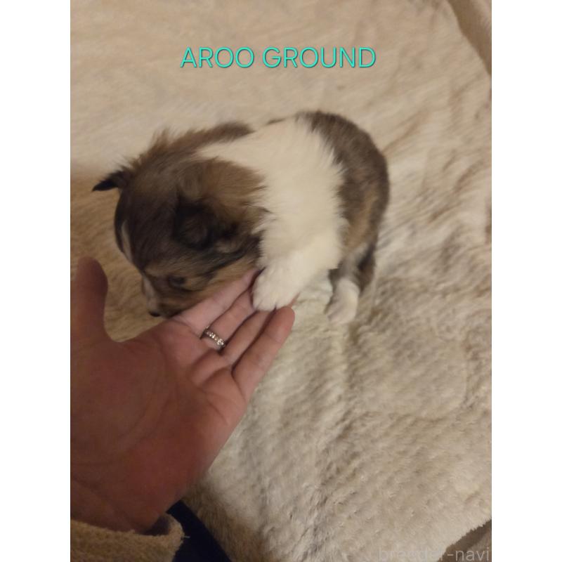 商談中の広島県のシェットランドシープドッグ(シェルティ)-439303の10枚目