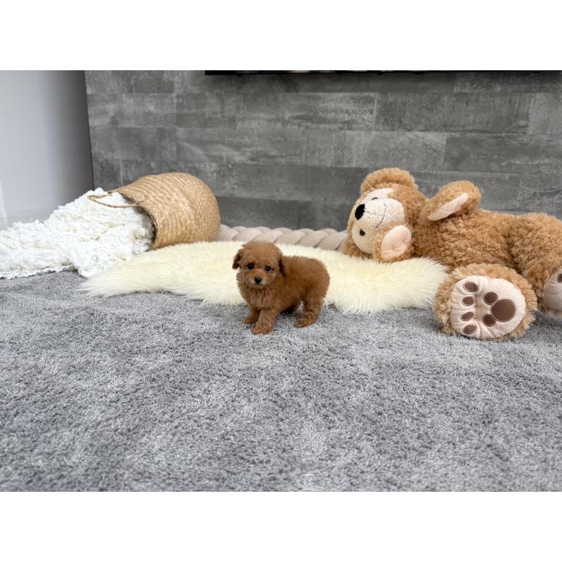 販売中の滋賀県のティーカッププードル-443658の3枚目