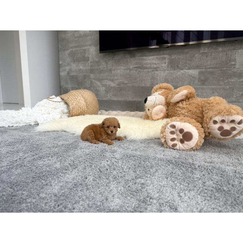 販売中の滋賀県のティーカッププードル-443658の2枚目